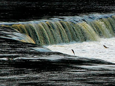 летающая рыба на водопаде Вента